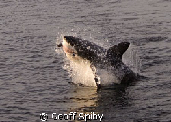 I took the morning off work to see the white sharks at Se... by Geoff Spiby 